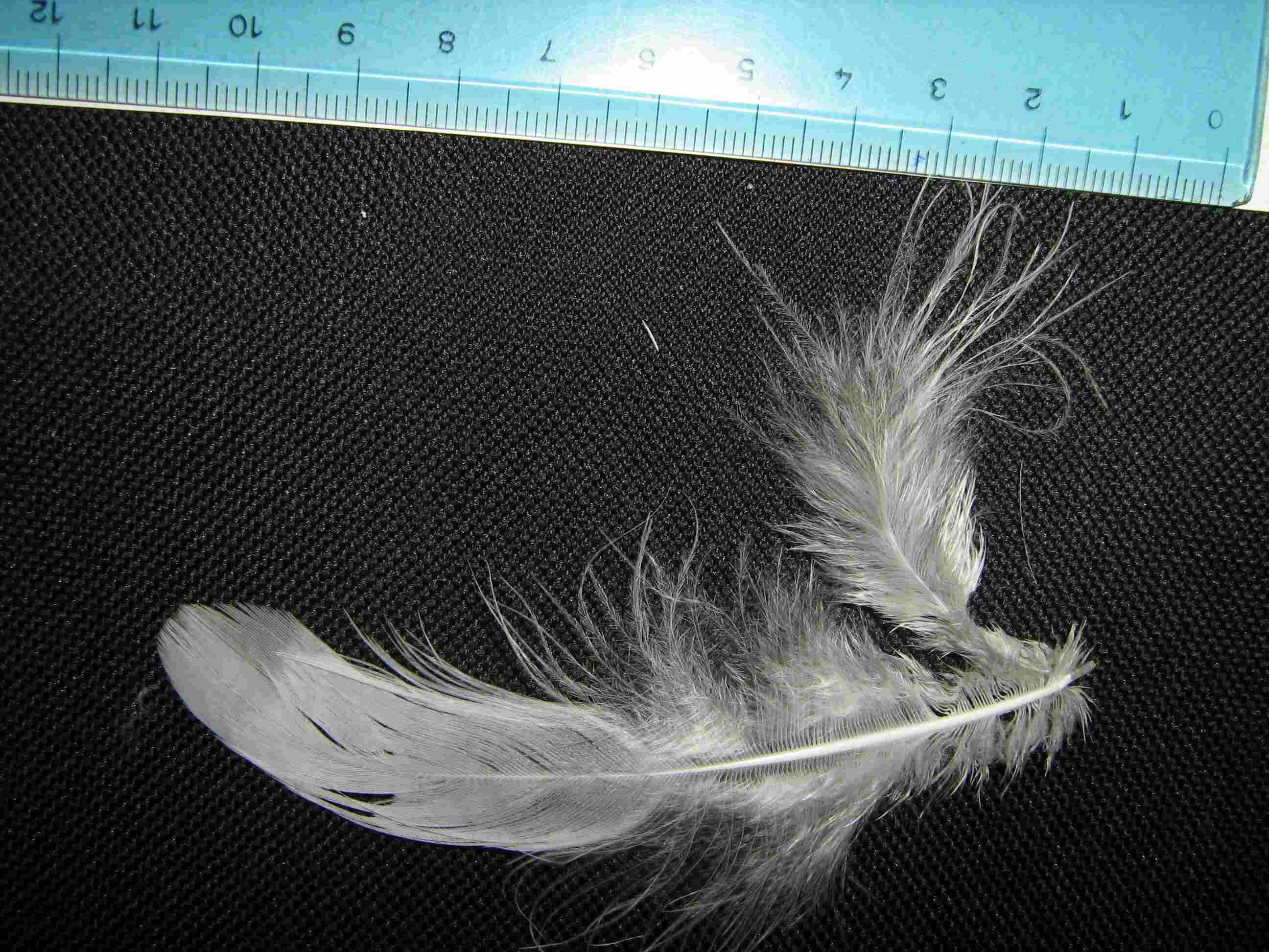 Penne e piume: Pernice bianca Lagopus mutus
